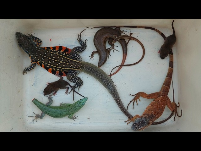 Amazing exploring catching lizards,iguana,beautiful lizard,endangered animals,skink and baby mouse
