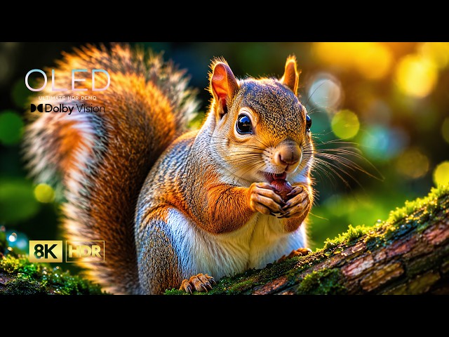Beyond Stunning 8K HDR 120FPS | Dolby Vision Nature OLED Showcase for 4K & 8K Ultra HD TV