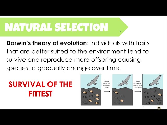 Unravel the Mystery of Natural Selection!