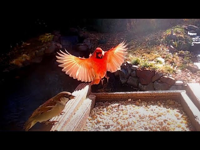 Littlehouse Live Two (Live Stream)