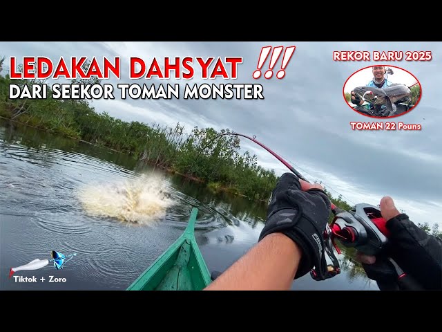 2025 RECORD ‼️ TOMAN MONSTER WITH ITS STRIKE ‼️WATCH OUT FOR HEART ‼️| KALIMANTAN TOMAN CASTING 🤩
