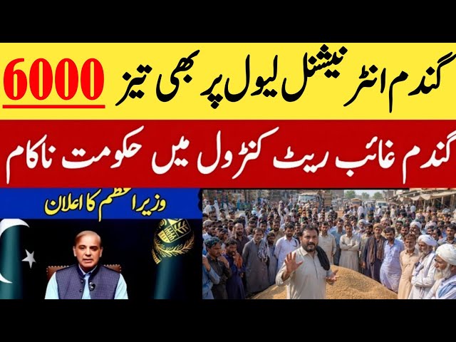 Today Wheat price in punjab//گندم کا ریٹ2026/munji makki till sarso/Galla mandi rate today 2026