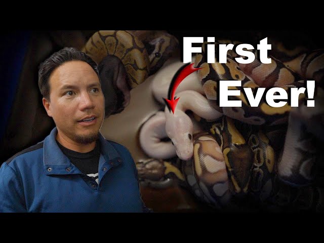 More SNAKES hatching at once ever and FEEDING TIME