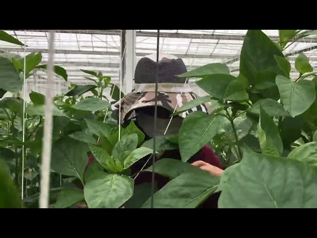 Korea Awesome Greenhouse Hawaiian Peppers Farming  Modern Agriculture Technology