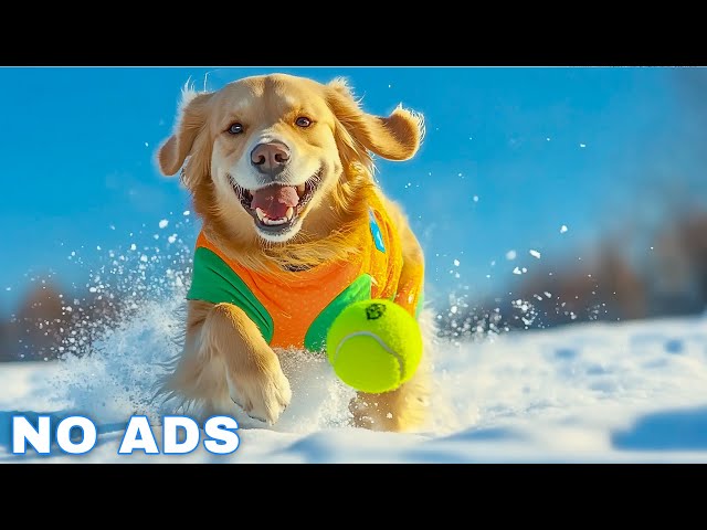 12 HOURS of Dog Calming Music For Dogs 🎵💖 Anti Separation Anxiety Relief Music🐶Sleep dog Healing🎵