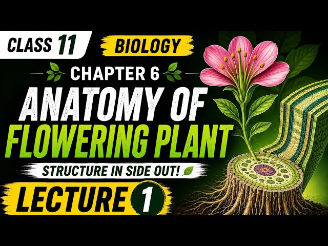 Anatomy of flowering plant ll lecture 1 #tissue #permanant #meristematictissue #xylem #phloem 