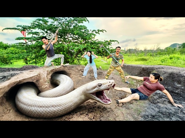 Brave Hunters Dig Out and Catch a Giant White Python