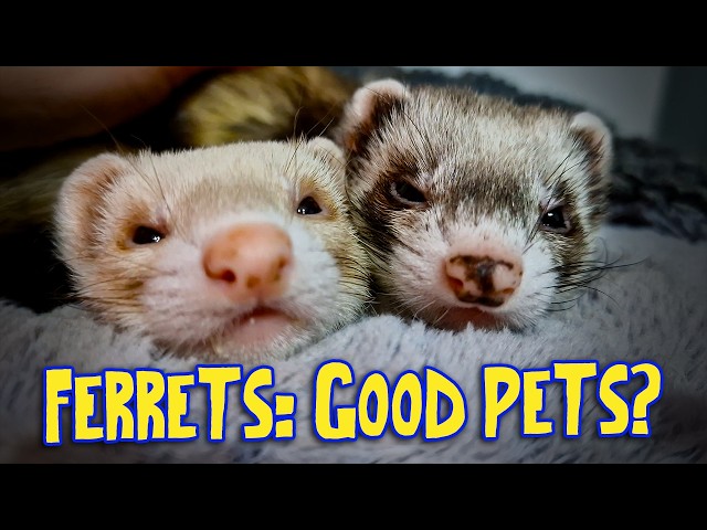 ⚠️Ferrets As Pets? The PROS & CONS