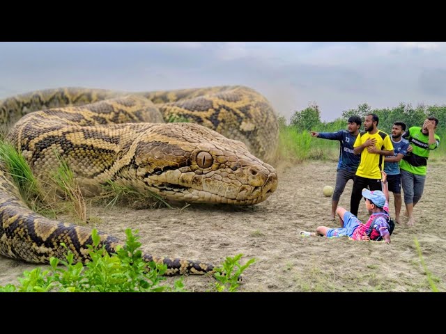 Anaconda Sanke Attack On Village Boy In Swamp | Anaconda Snake Attack Football Playing Time
