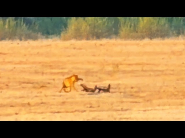 Leopard Humbled After Picking Fight With 2 Honey Badgers
