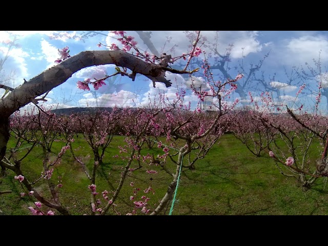 The Blooming Peach Trees of Imathia | GREECE