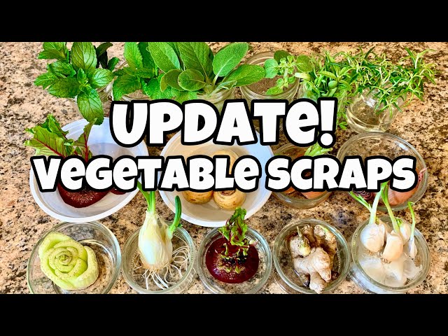 10 Vegetables & Herbs You Can Regrow from Kitchen Scraps! 1 Month Update! Garden #Withme