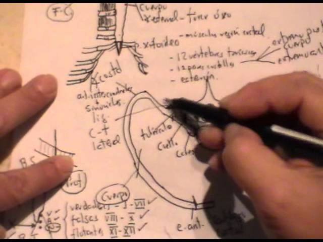ANATOMY 2.0: THORACIC WALLS