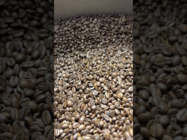 PROBAT Probatone 25 Coffee roaster