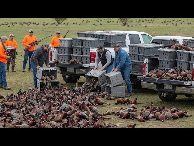 U.S. Farmers Release 9.3 Million Pheasants Into the Wild for Hunters to Take Down This Way
