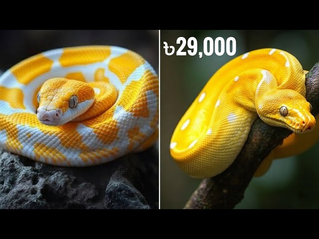 অজগর সাপের দাম কত? Python Snake Price in BD & India. Ball Python price