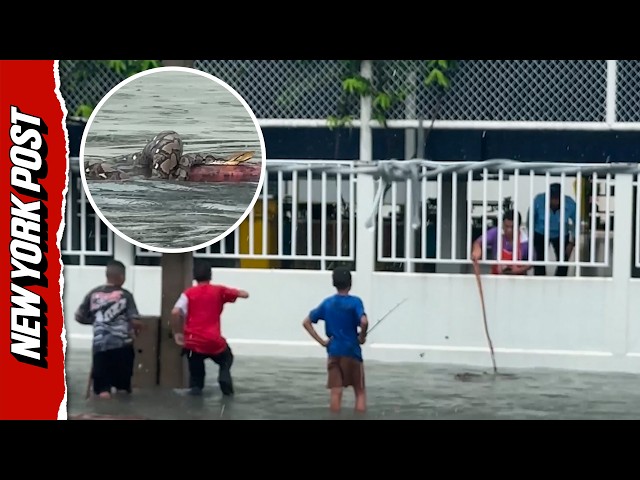 Giant Python SWIMS Through Flooded Streets in Thailand