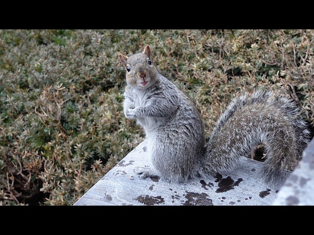 New squirrel got very excited when he saw this
