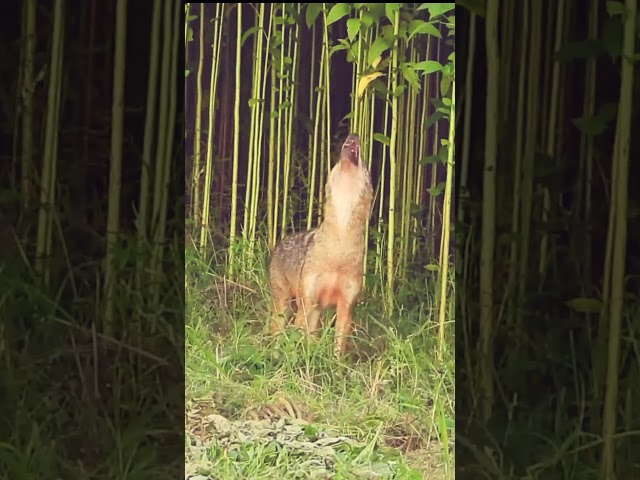 Fox Sound #shorts#reels #youtubeshorts #shortfeed #viral#trending