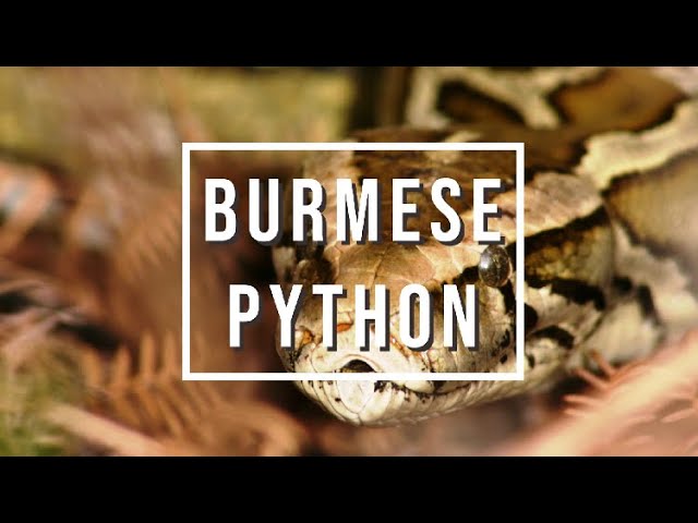 Coastal Invasive Species - Burmese Pythons - FISAW 2020