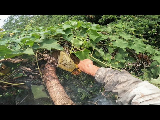 Batuk kebanyakan asap‼️madu hutan full segel bikin repot sa'at panen#bee #honney