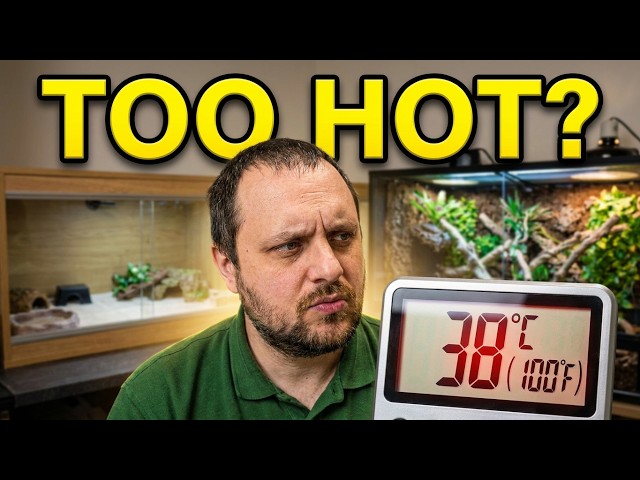 How to Keep Your Reptiles Cool in Hot Weather | Heatwave Reptile Care Guide