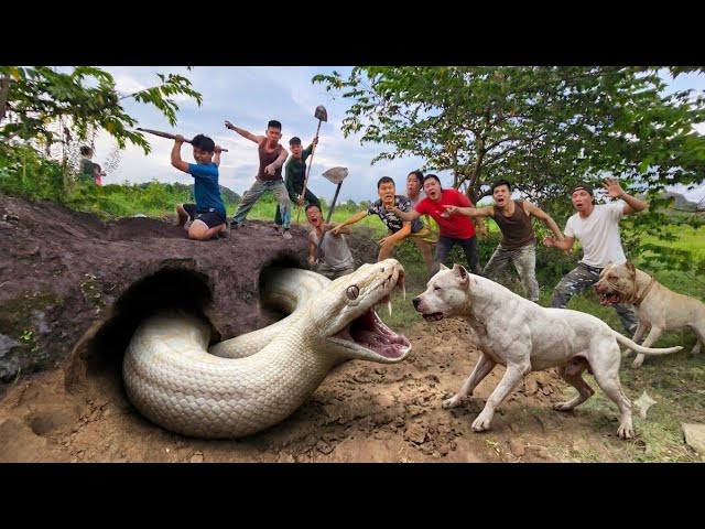 expert bravely uses Pitbulls to dig out and capture a giant white python.