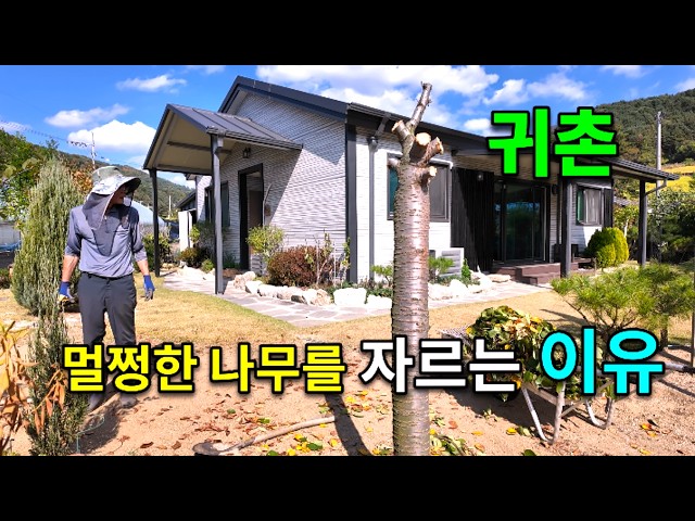 허스키와 함께하는 60대부부의 귀촌일상ㅣ자른 나무의 변신ㅣ우리 감자 천재인 줄 알았는데…