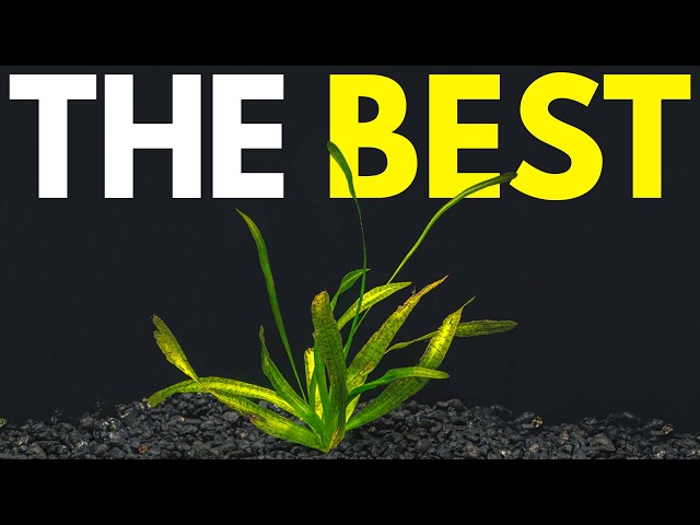 Brackish Water Plants Tier List (What Actually Survives)