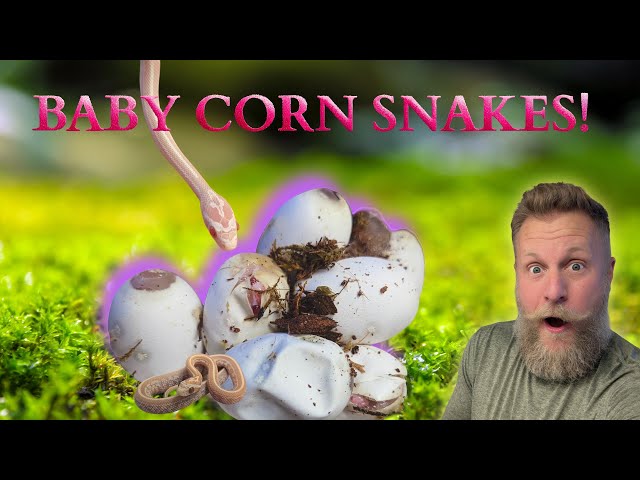Corn Snakes: From breeding to Baby Snakes Hatching