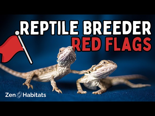 How to Find a Reputable Reptile Breeder (& The Red Flags You Should Know About)