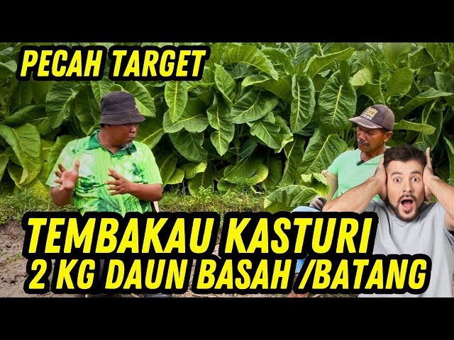 ✅ On Target‼️ Planting Kasturi Pecah Tobacco Target 2 Kg of Wet Leaves Per Stem