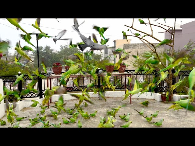 Many Indian Ringneck Parrots Making A Beautiful Balcony 