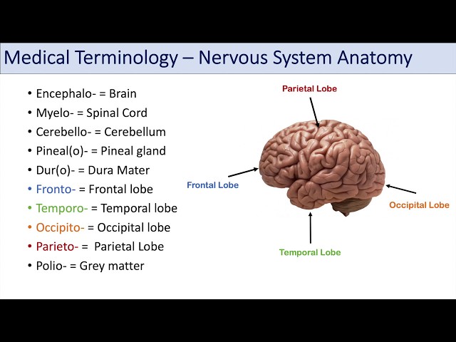 Medical Terminology | Lesson 8 | Nervous System, Cardiorespiratory and Endocrine Anatomy Terms