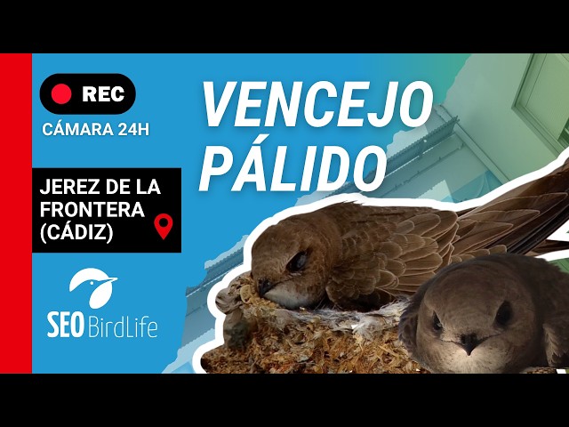Vencejo pálido 🔴DIRECTO Jerez de la Frontera, Esclavas de Jerez