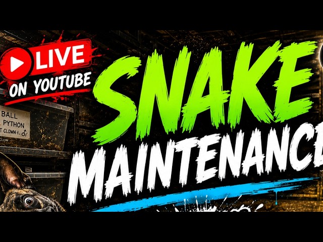 Snake maintenance day!!!