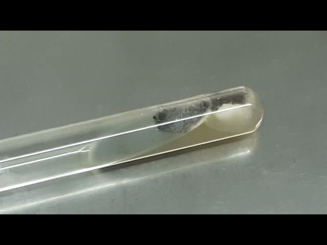 Aspergillus niger and fumigatus on SDA