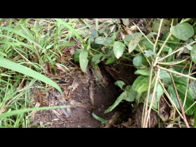 primitive hunting Rat in the hole by using boiled water