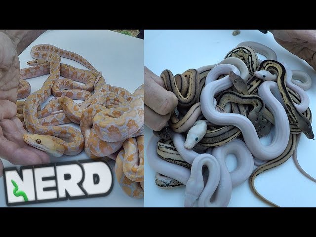 INSANE + RARE RETICULATED PYTHON CLUTCH - EYE CANDY