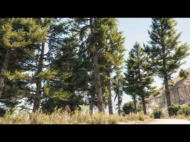 GTA 5 Legacy Vanilla