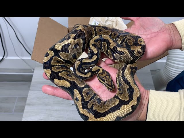 FEEDING MY BALL PYTHONS!  Unboxing from my buddy!
