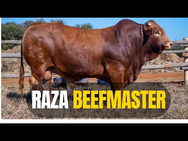 Beefmaster Cattle Breed: The "Boundless" Breed You Should Know for Your Livestock Farm