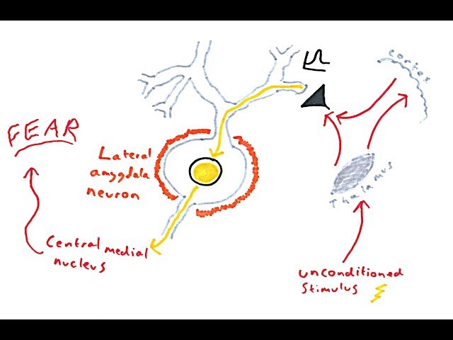 The Amygdala and Fear Conditioning