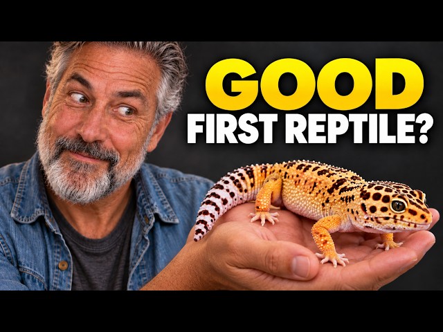 Leopard Gecko: The Perfect First Reptile? (Honest Review)