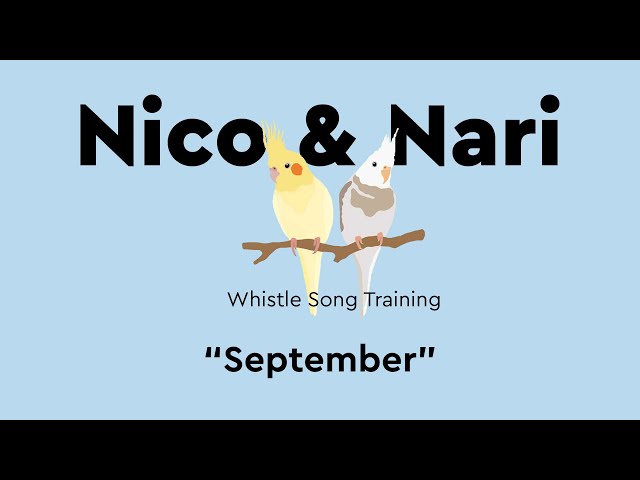September, Parrot Whistle Training