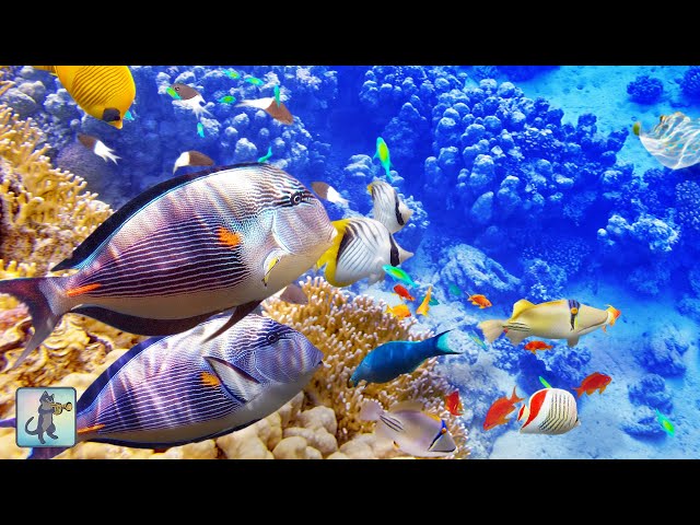 Peaceful Coral Reef Fish & The Most Relaxing Aquarium Music