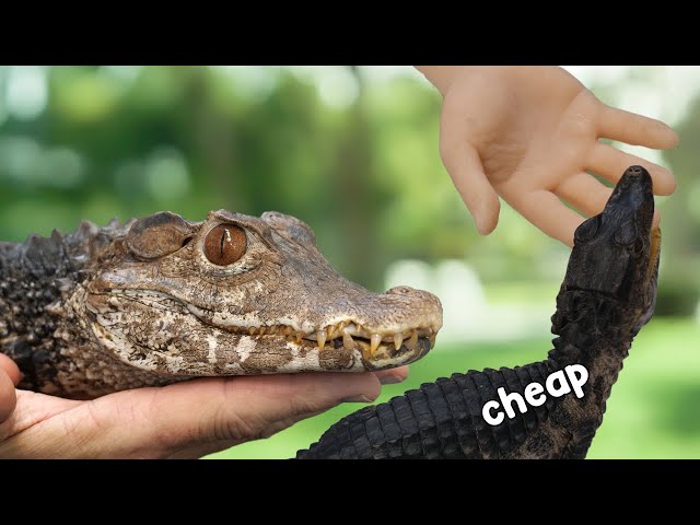 Cheap Dwarf Caiman VS Captive Bred