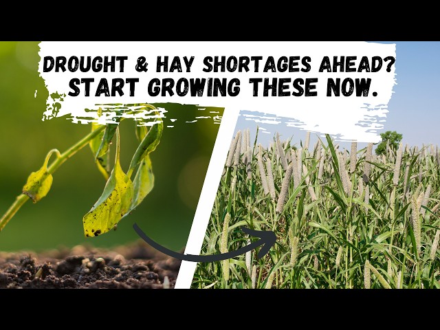 Drought & Hay Shortages Ahead? Start growing these for livestock now.