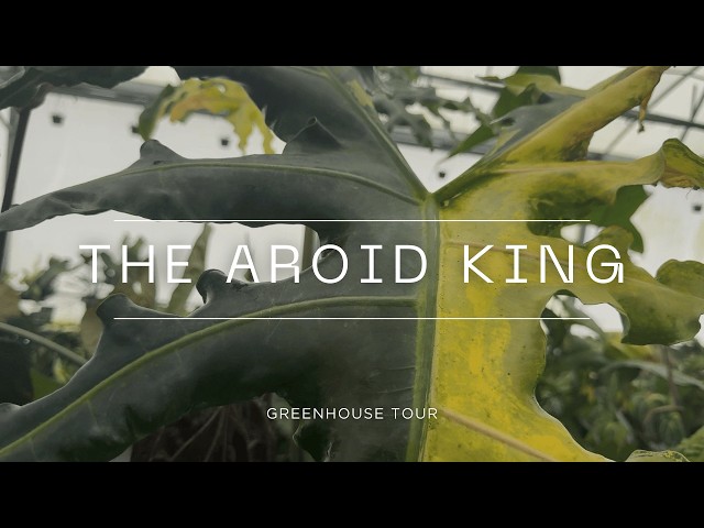 Tour an Aroid Expert's Million Dollar Collection