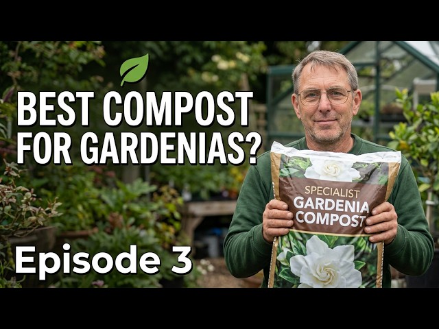 Can I repot my Gardenia into any type of compost?